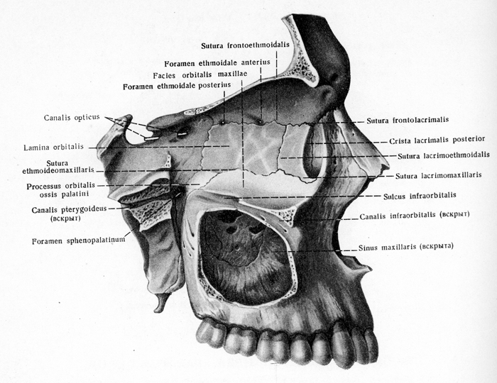 Анатомия на максиларния синус